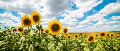 Barton Orchards Sunflower Festival