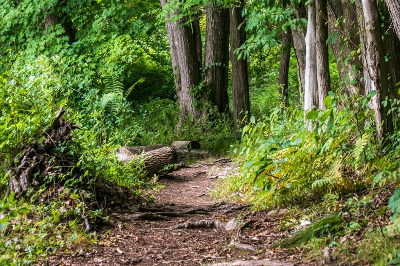 Teatown hike with kids