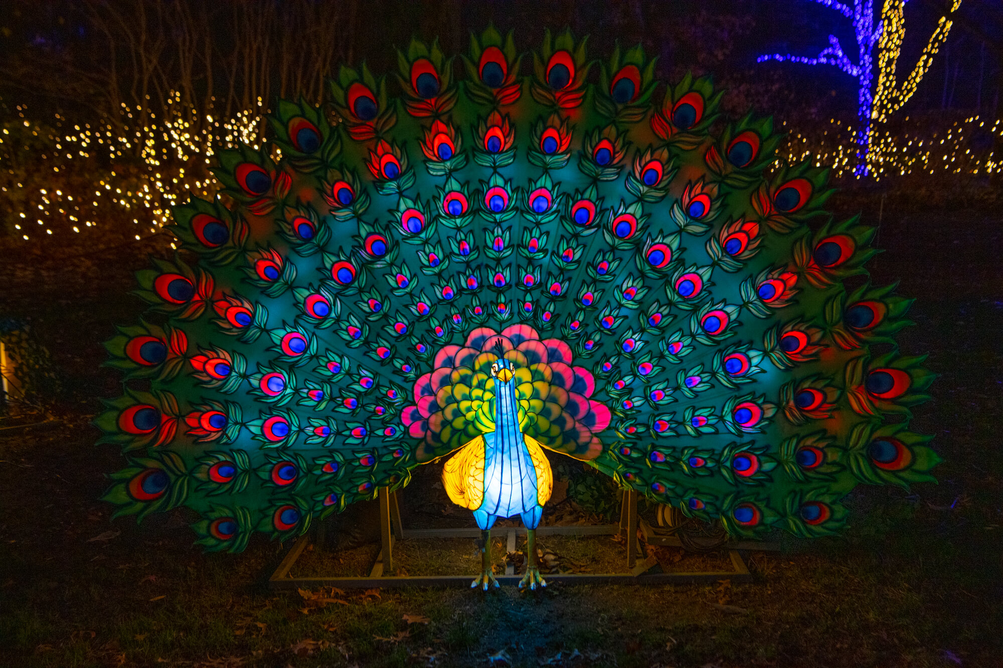 Bronx Zoo Holiday Lights 2024 India Fay Kristine