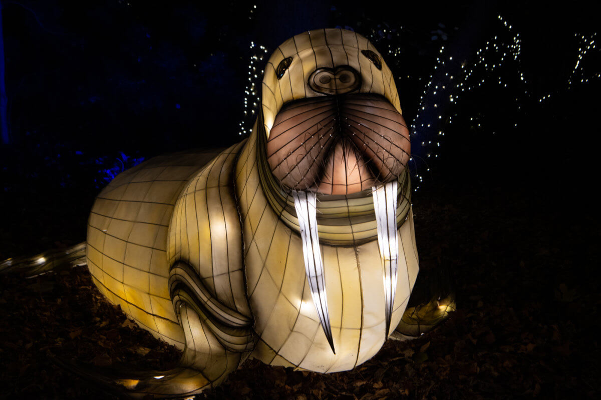 First Look Bronx Zoo Holiday Lights Westchester Family