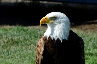 eagle watching westchester family