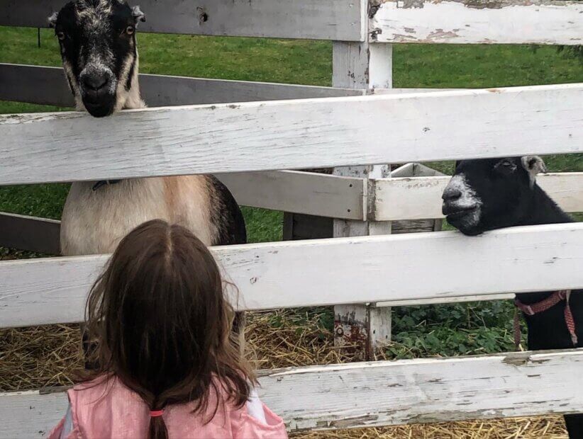 Education, Fun, and Animals at the Hilltop Hanover Farm