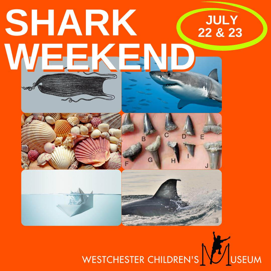 Shark Weekend Westchester Children’s Museum Westchester Family